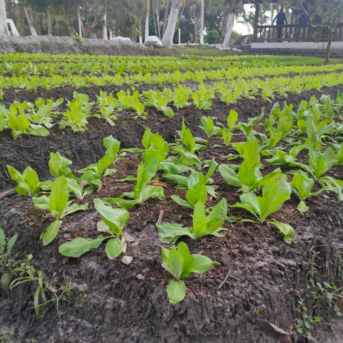 Horta e canteiros de cultivo na estrutura parceira em Itanhaém, São Paulo