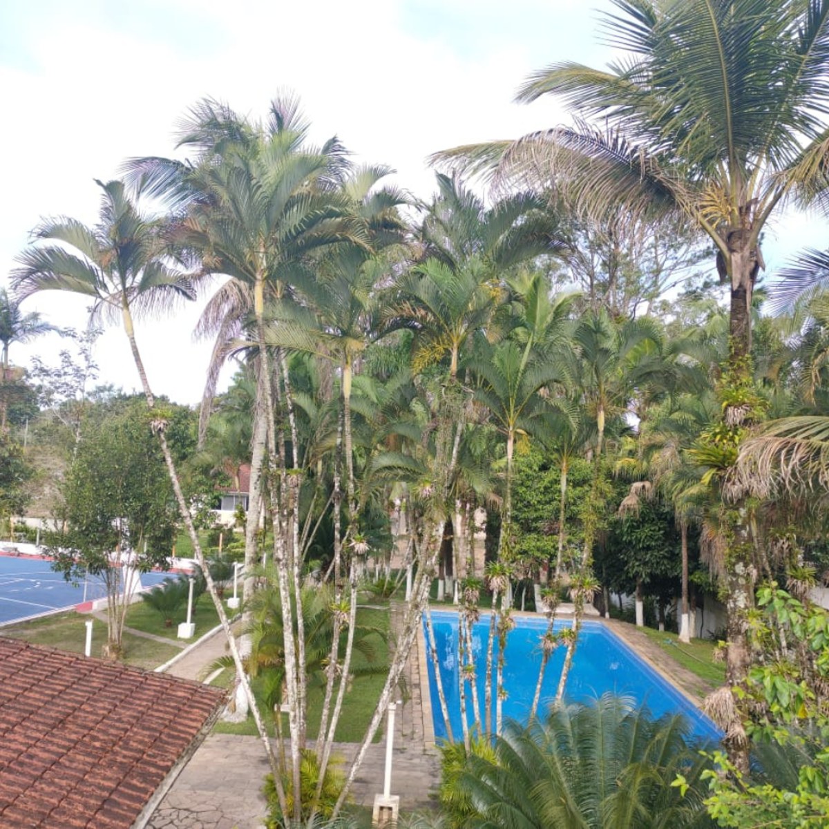 Piscina cercada por palmeiras e jardins em estrutura parceira
